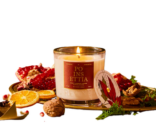 Poinsetta Candle 10oz
